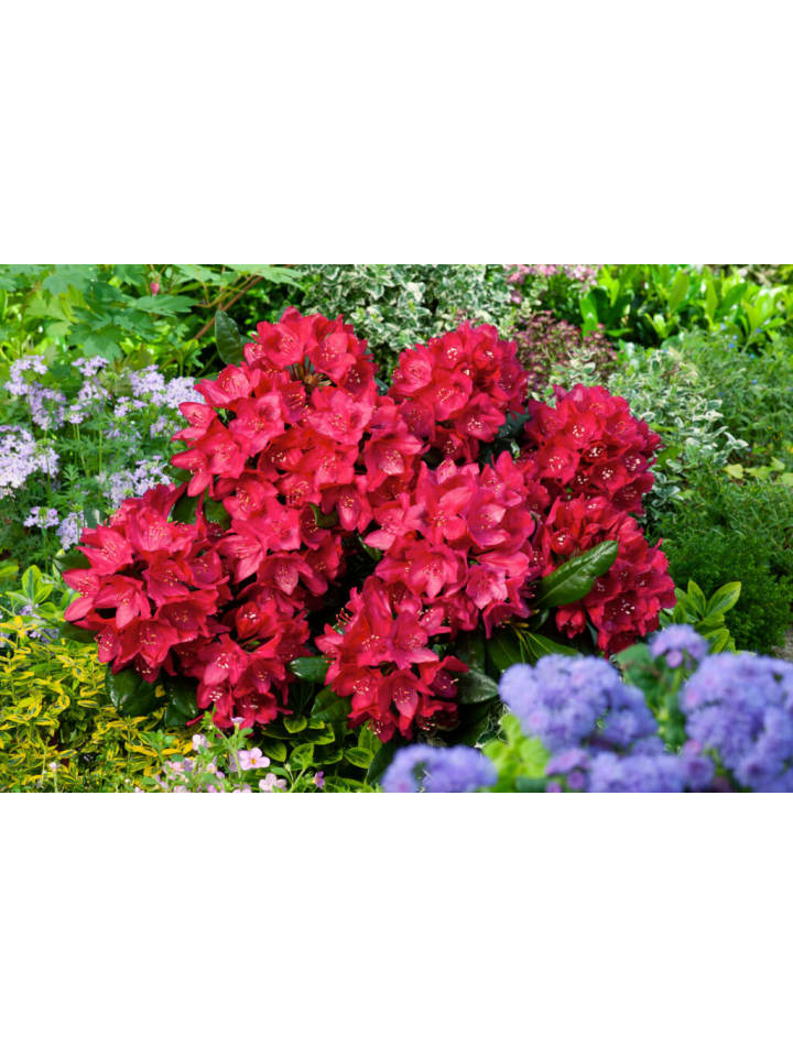OH2 3er-Set: Rhododendron Nova Zembla in Rot günstig kaufen onesize