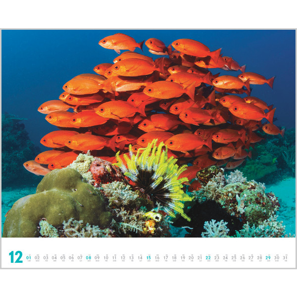 DIVE 2024 - Kalender