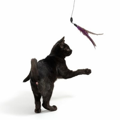 Katzenangel Bird