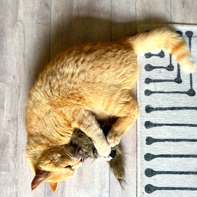 Aumüller Katzenspielzeug Frettchen