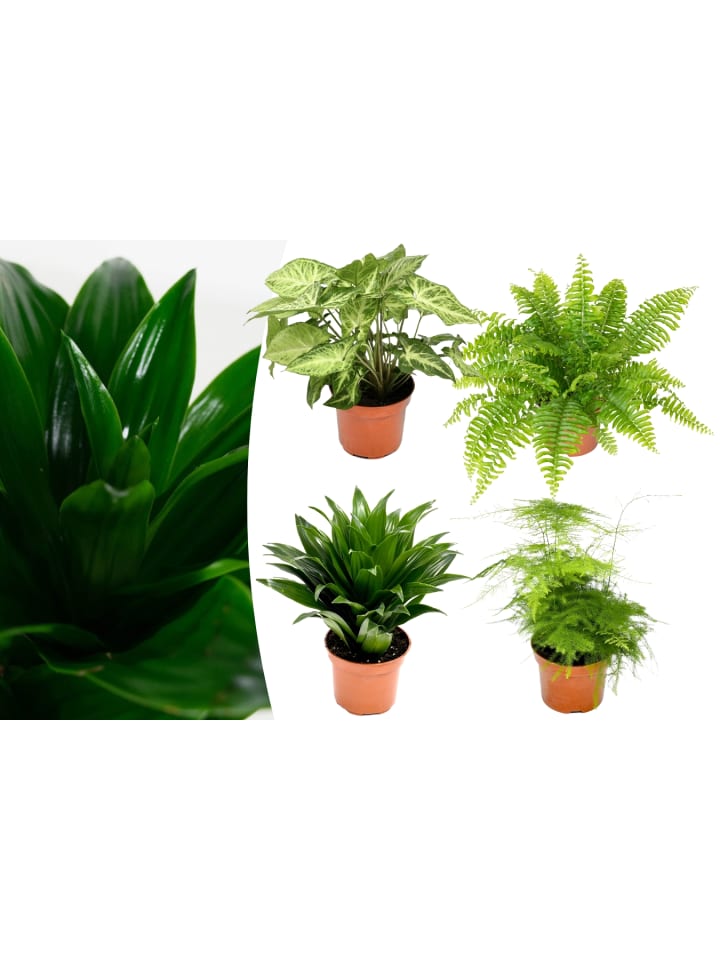 OH2 4er-Set: Hochwertige Zimmerpflanzen-Mix in Grün günstig kaufen onesize