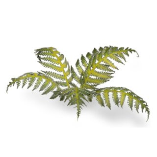 Bracken