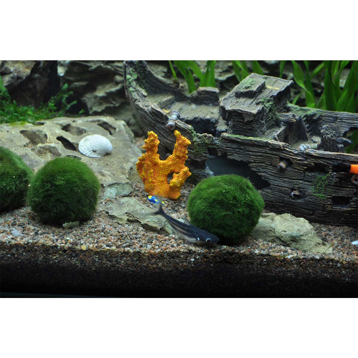 Tropica Aquariumpflanze Aegagropila linnaei kaufen
