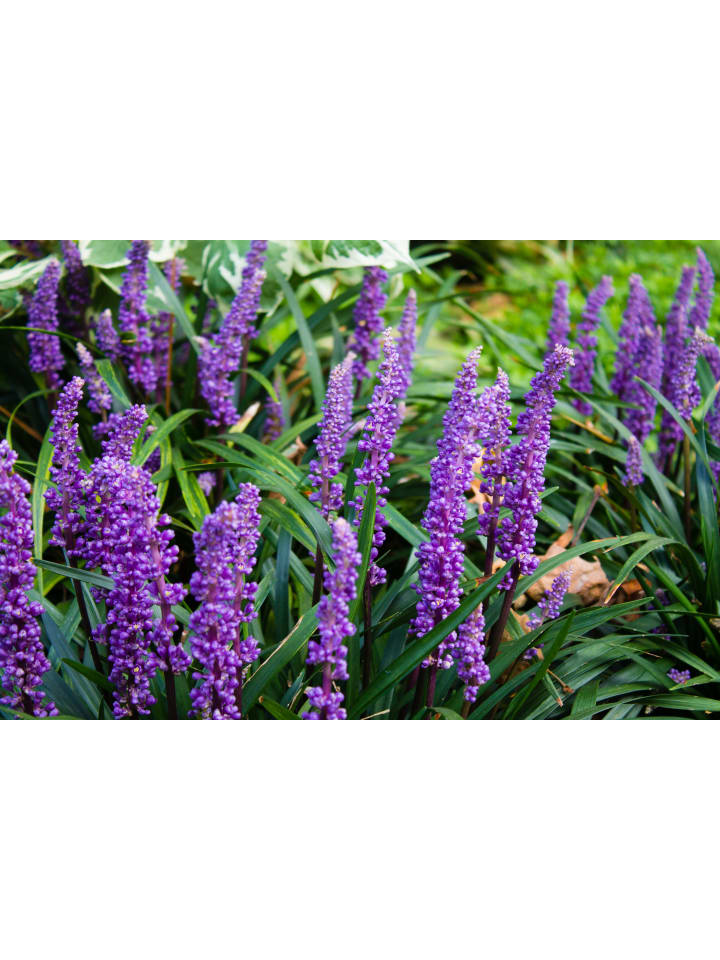 OH2 8er-Set Leliengras Liriope Muscari in Lila günstig kaufen onesize