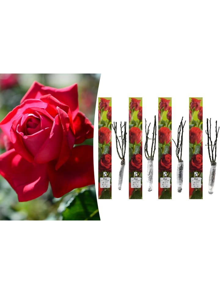 OH2 4er-Set: Duftende großblumige Gartenrosen in Rot günstig kaufen onesize