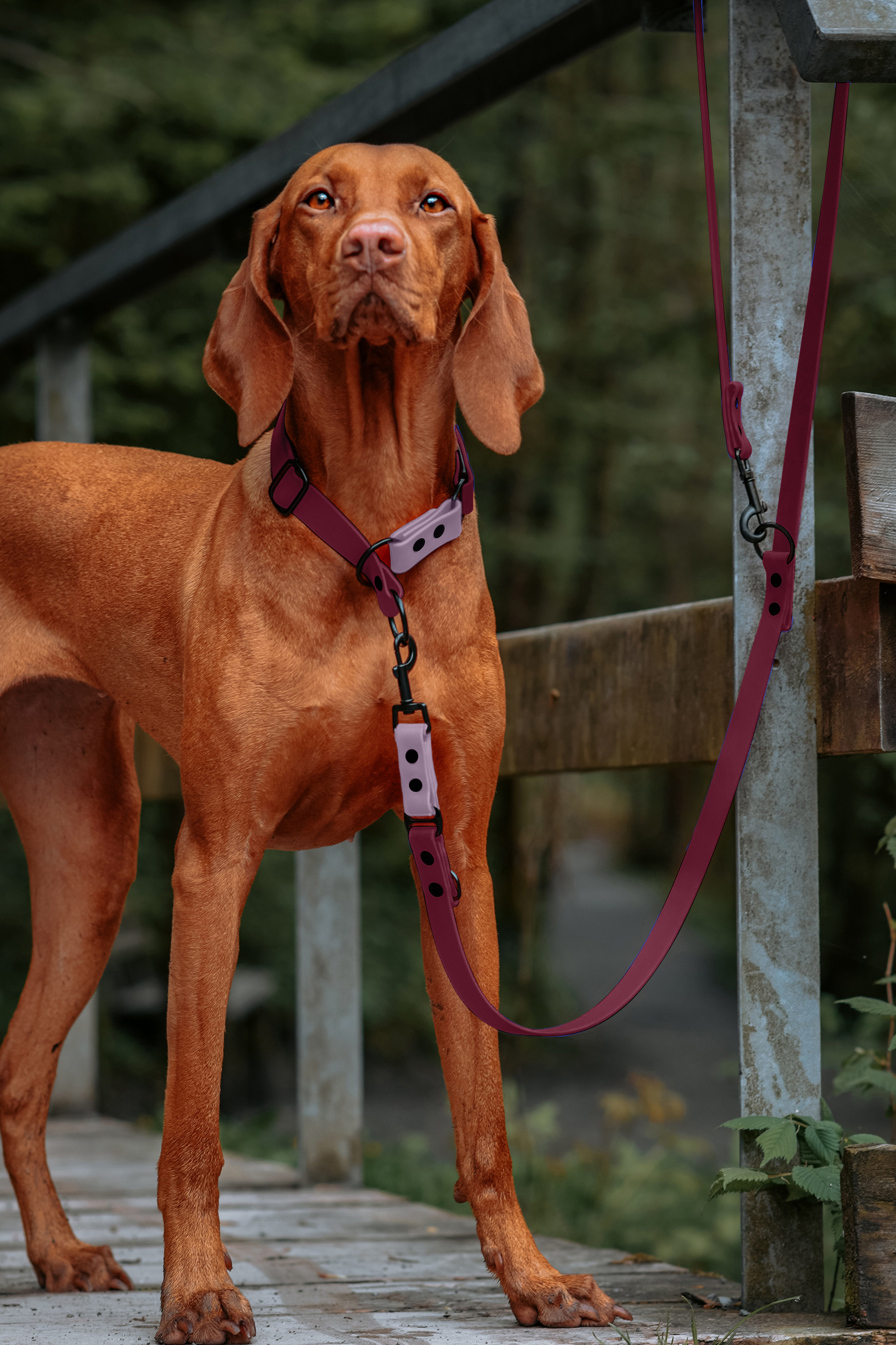 THE DOG IDEA Hundehalsbänder THE DOG IDEA Zugstopp Halsband Bordeaux XS