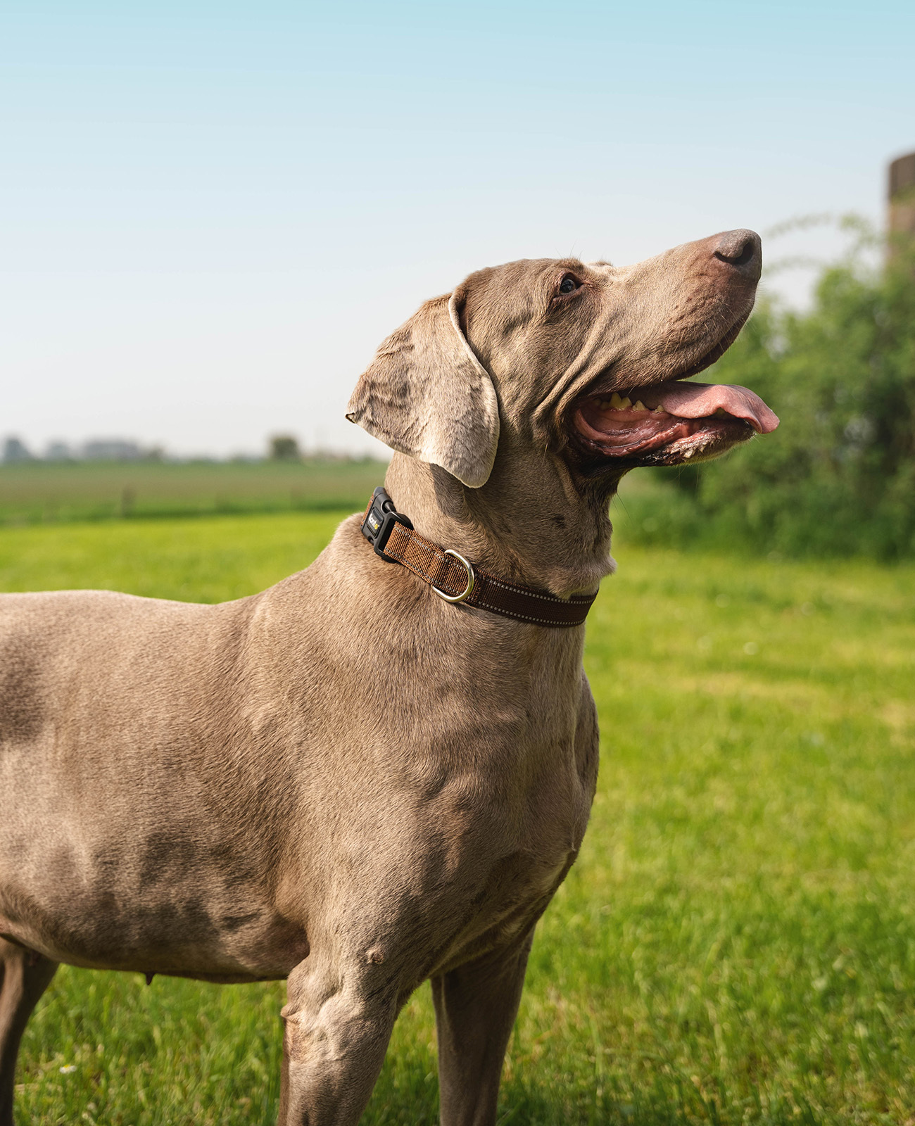 Lionto Hundehalsbänder Lionto verstellbares Hundehalsband braun L