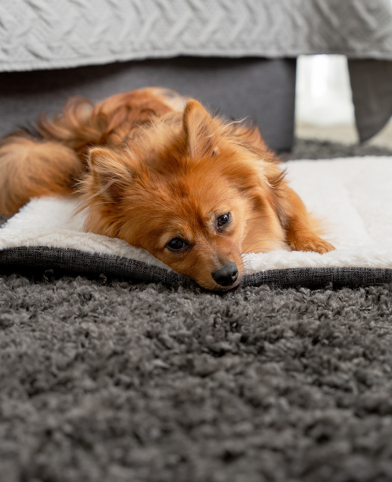 Lionto Hundebetten Lionto Wendedecke für Hunde & Katzen M