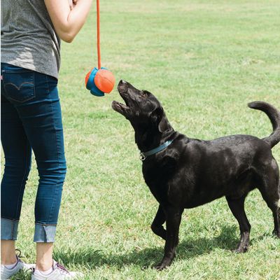 Chuckit! Rope Fetch