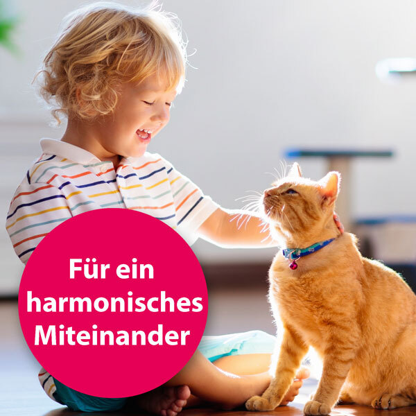 Felisept Beruhigungsmittel Felisept Home Comfort Beruhigungshalsband für Katzen