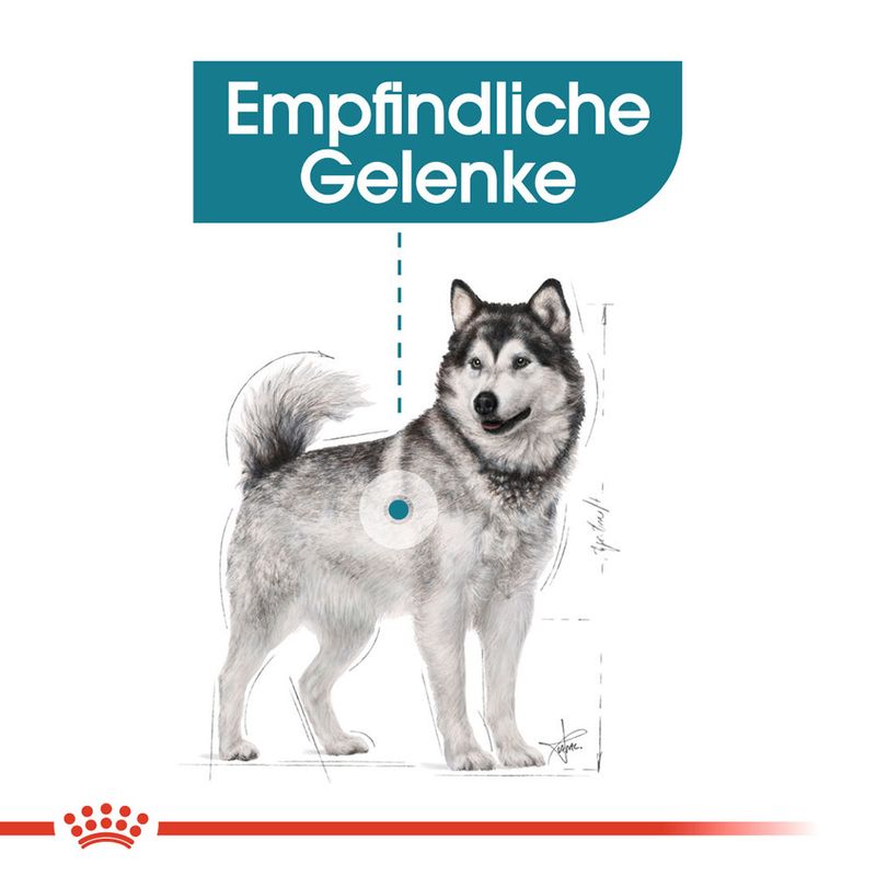 Royal Canin Maxi Joint Care zu TOP-Preisen