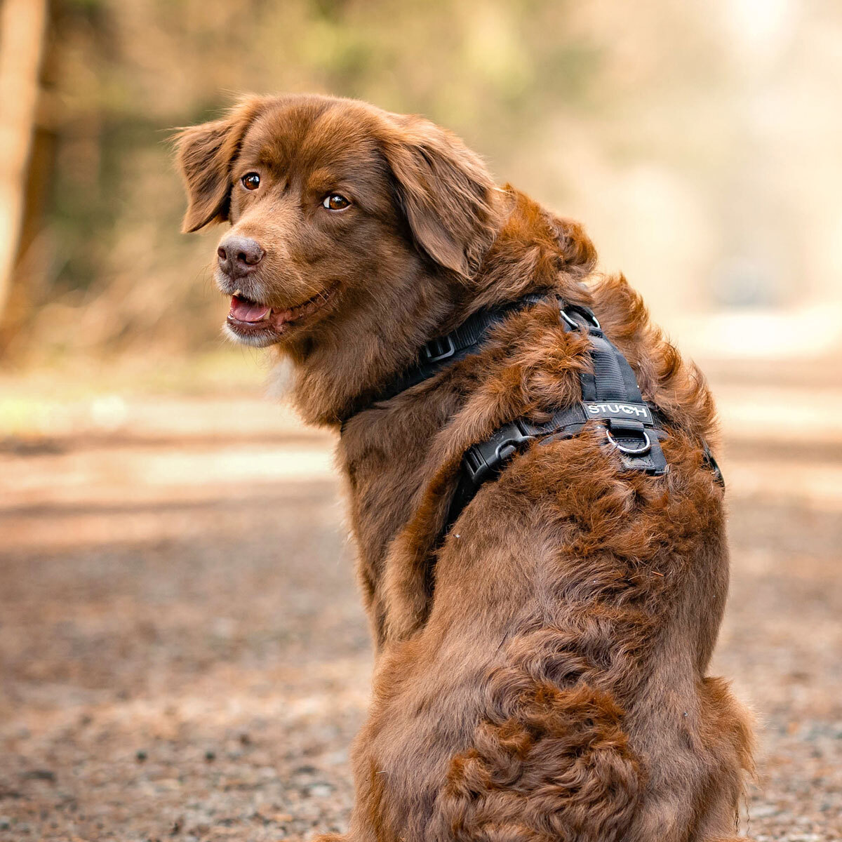 STUCH Hundegeschirre STUCH Geschirr Hund gepolstert schwarz M