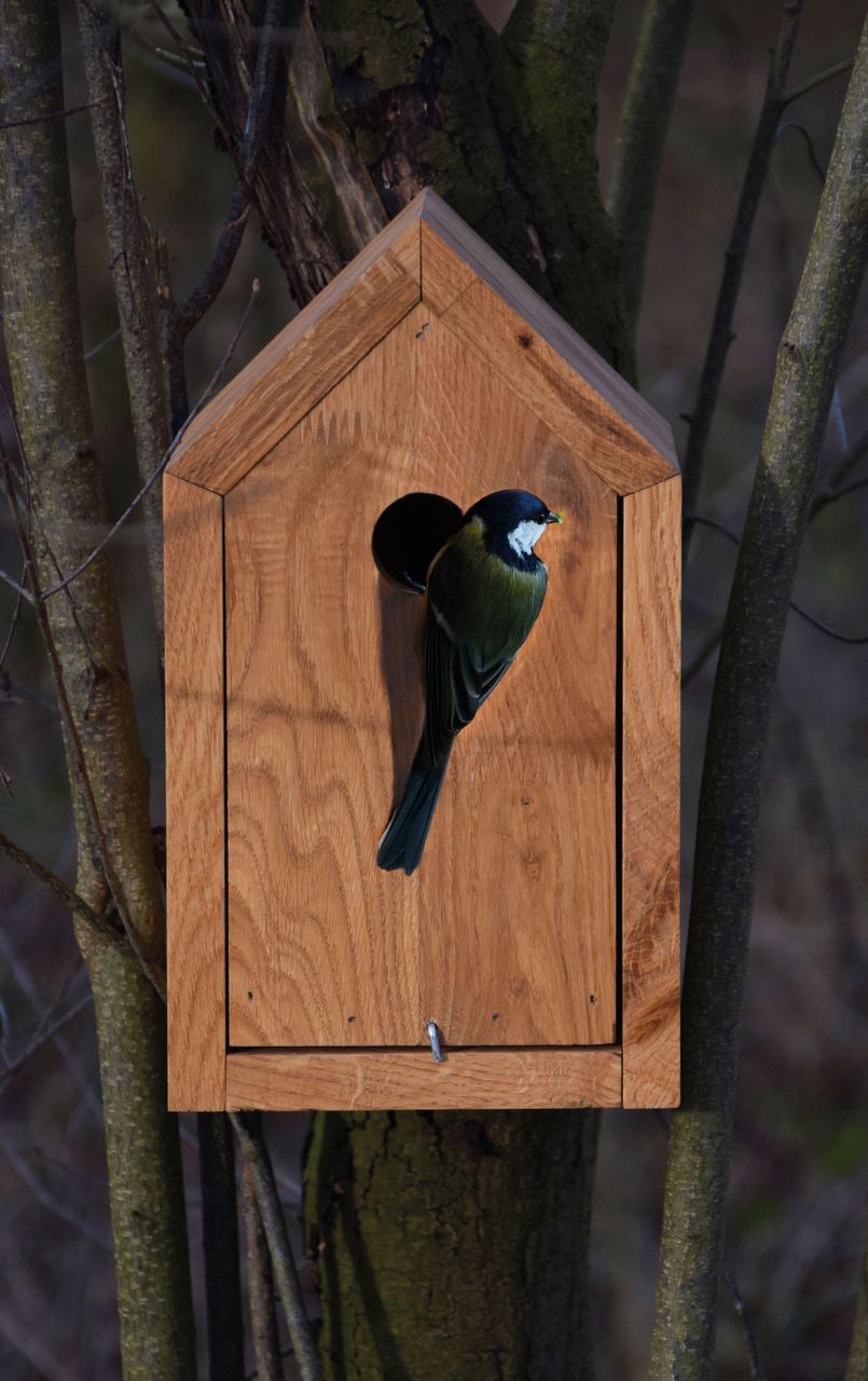 Luxus-Vogelhaus Design-Nistkasten, Eiche geölt, mit Spitzdach