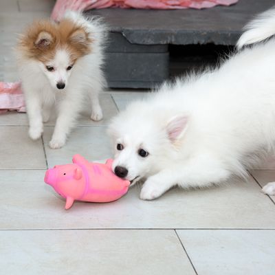 Hundespielzeug Latex-Schwein mit Stimme