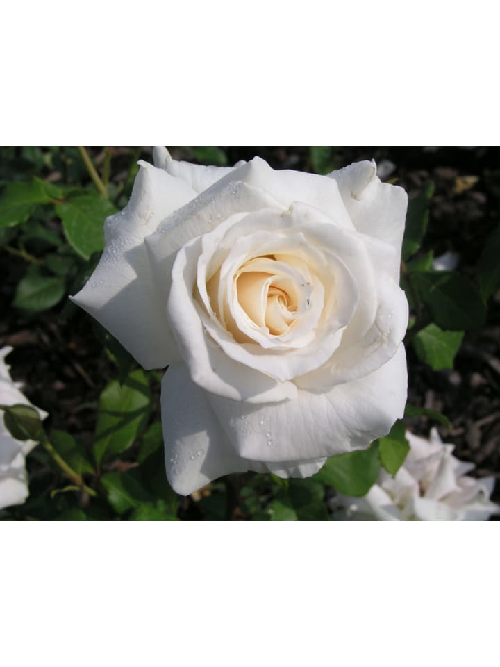 OH2 3er-Set Großblütige Rosen in Weiss günstig kaufen onesize