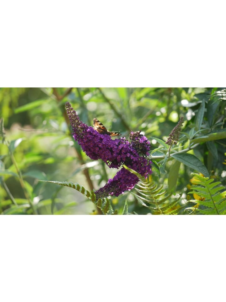 OH2 3er-Set: Schmetterlingspflanzen Davidii in Schwarz/Violett günstig kaufen onesize