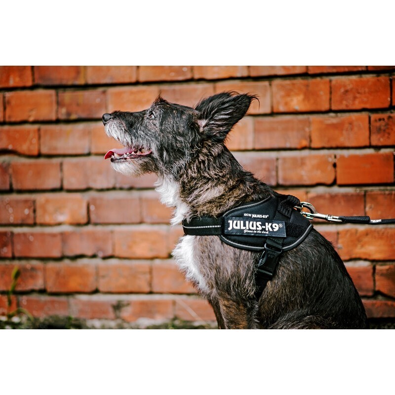 JULIUS-K9 Hundegeschirre JULIUS-K9 IDC Powergeschirr M