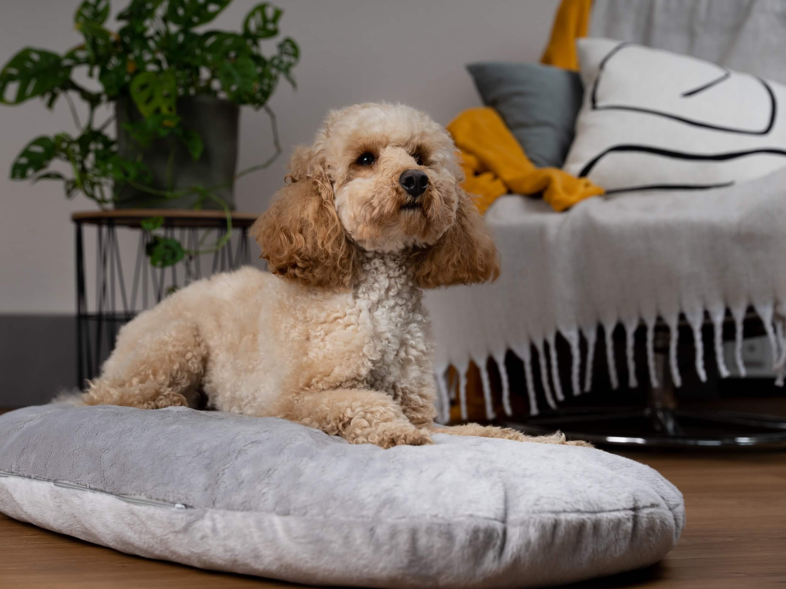 TrendPet Hundekissen TrendPet Emma Liegekissen grau S