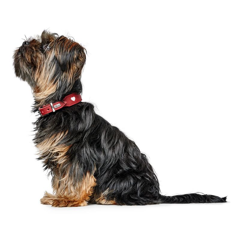 HUNTER Halsband Love, rot zu TOP-Preisen