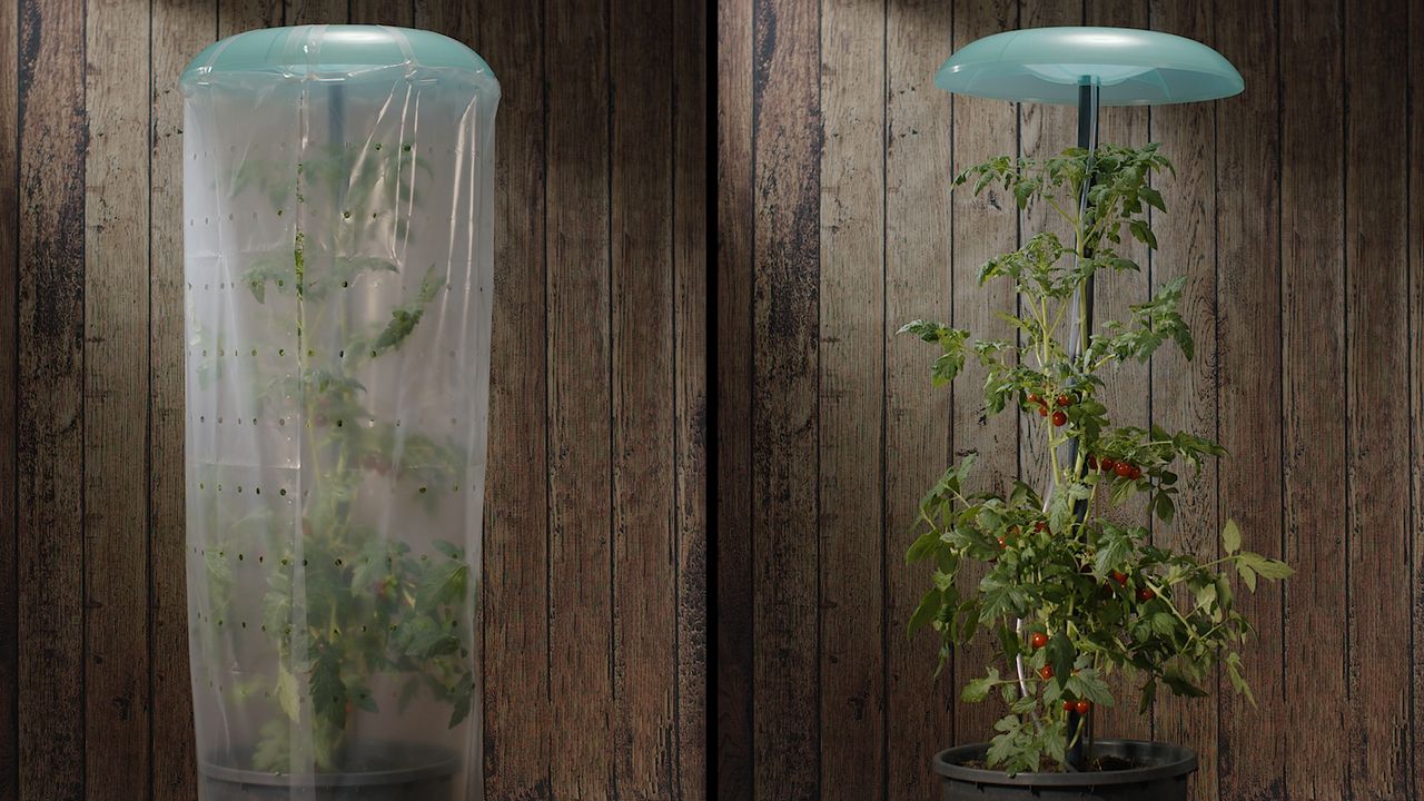 KHW KHW Tomatenhut 1er Set inklusiv Stab und Schutzfolie