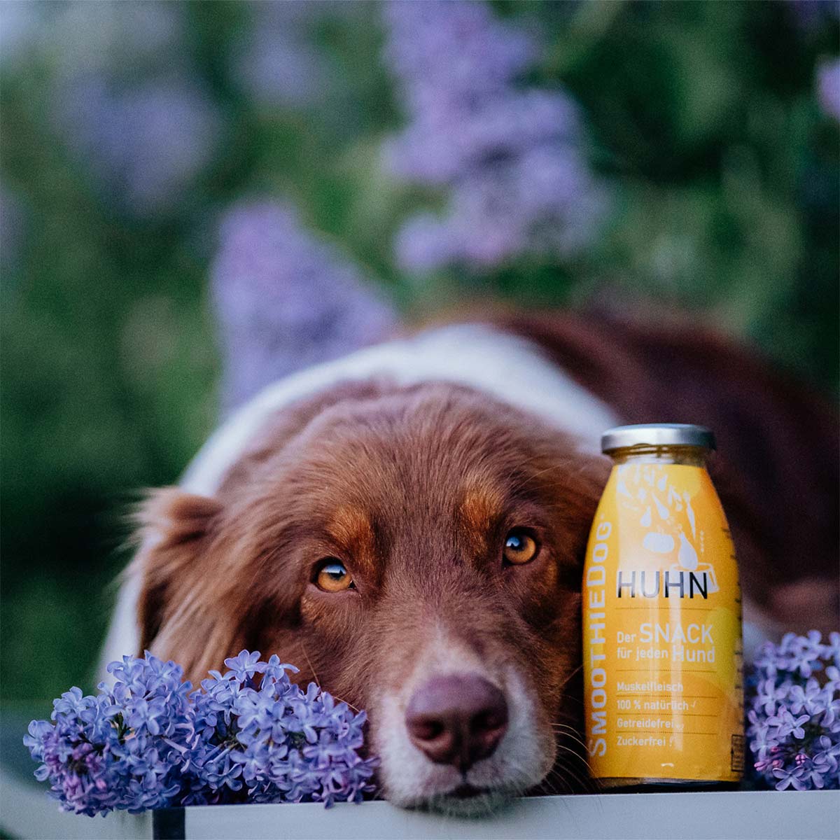 SmoothieDog Huhn günstig kaufen bei ZooRoyal