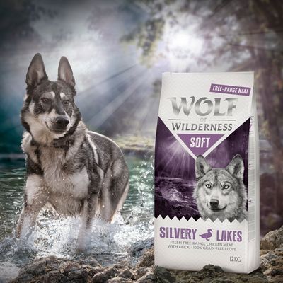 Wolf of Wilderness 