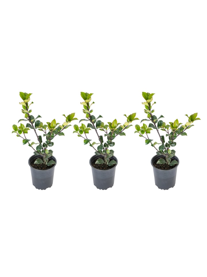OH2 3er-Set Ilex meserveae 'Blue Maid in Grün günstig kaufen onesize