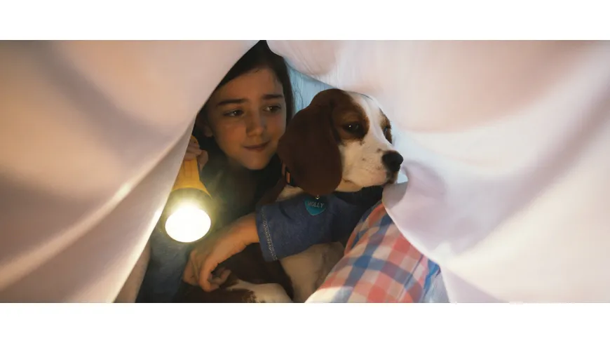 Bailey - Ein Hund kehrt zurück