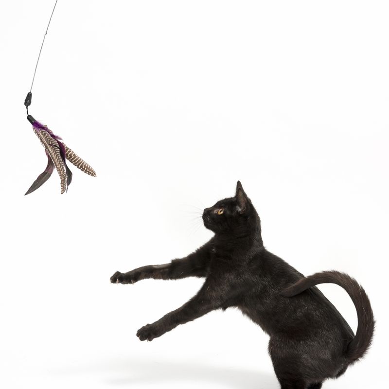 Katzenangel Bird zu TOP-Preisen