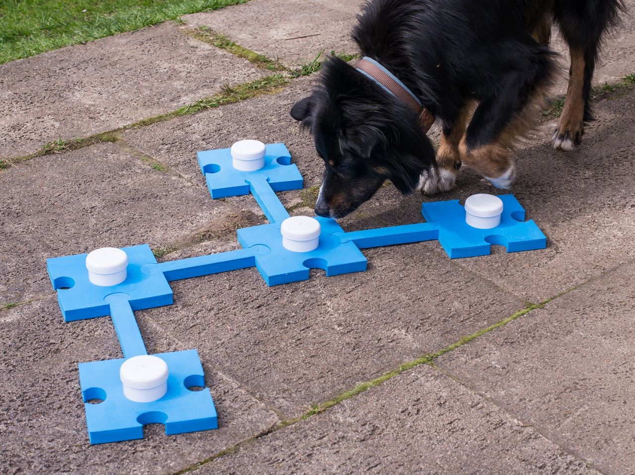 Lemodo Lemodo Schnüffelset für Hunde