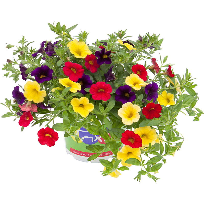 Småpetunia P12 Calibrachoa
