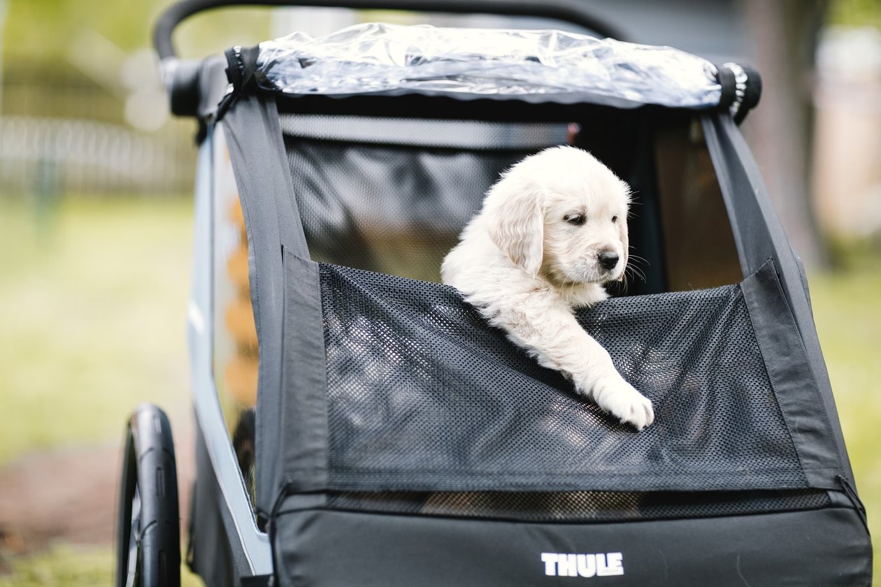Thule Courier - Pet Accessory