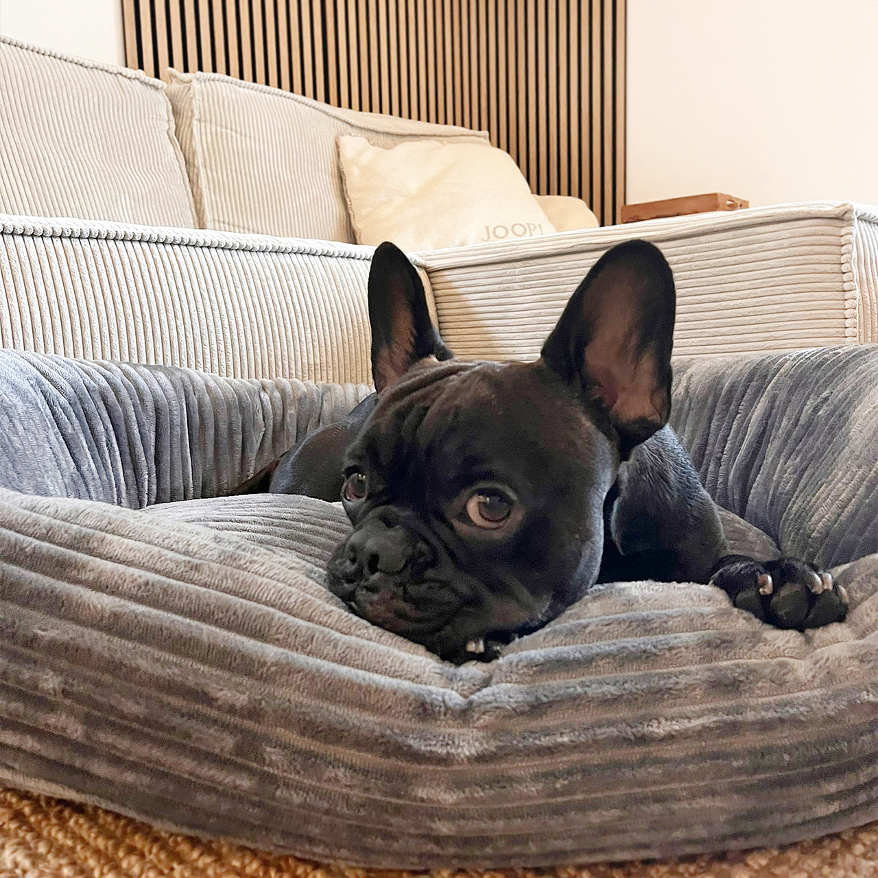 Wallace & Jones Hundebetten Wallace & Jones Hundebett Cordo dunkelgrau M
