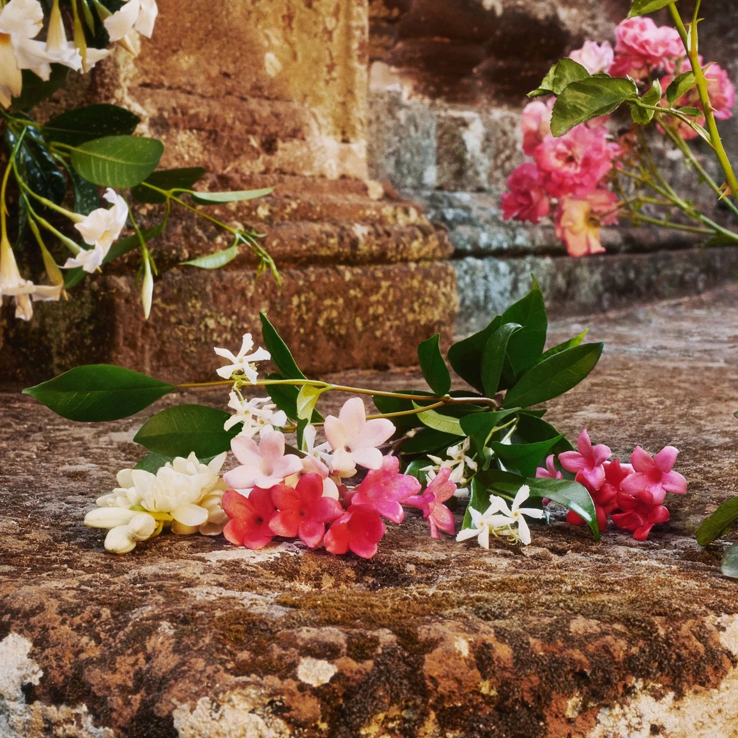Bloom Bloom - Eau de Toilette