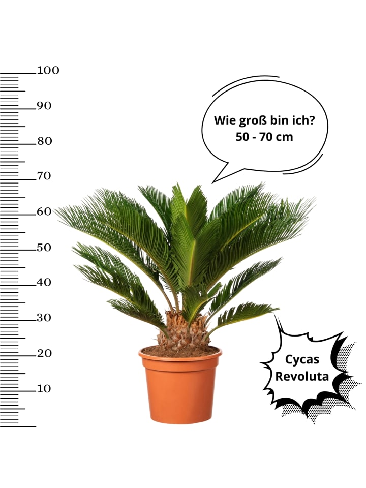 OH2 2er-Set: Japanische Cycas-Palme in Grün günstig kaufen onesize