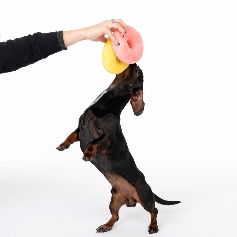 Hundespielzeug Squeaky Donuts Set zu TOP-Preisen