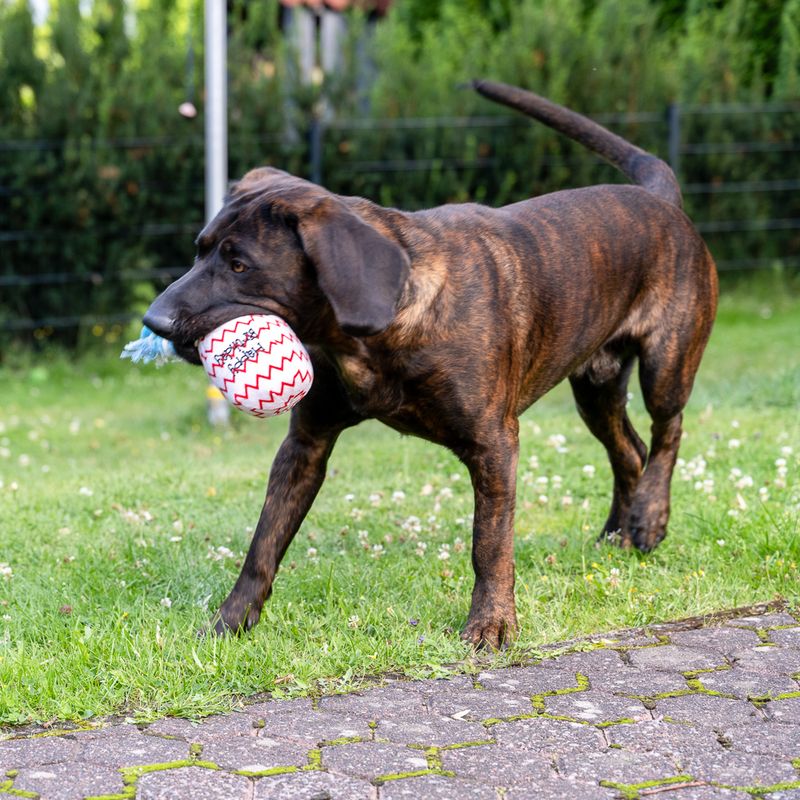 TIAKI Hundespielzeug Geburtstagsballon zu TOP-Preisen | bitiba %