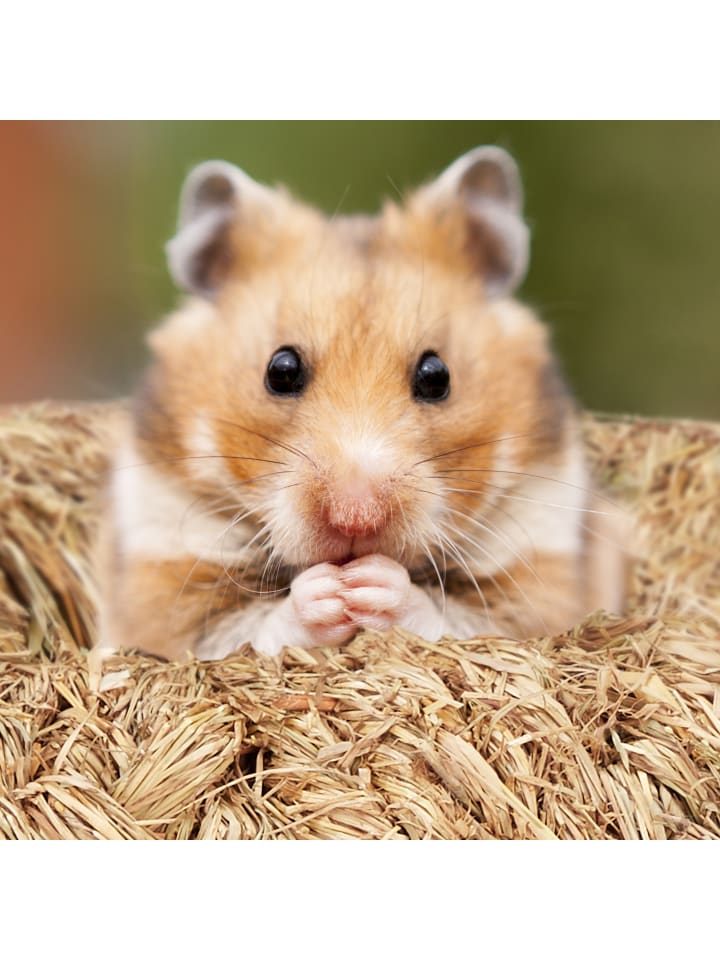 relaxdays 5-tlg. Hamsterzubehör in Natur günstig kaufen onesize