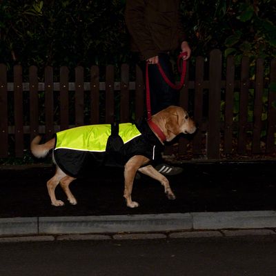 Hundemantel Illume Nite Neon