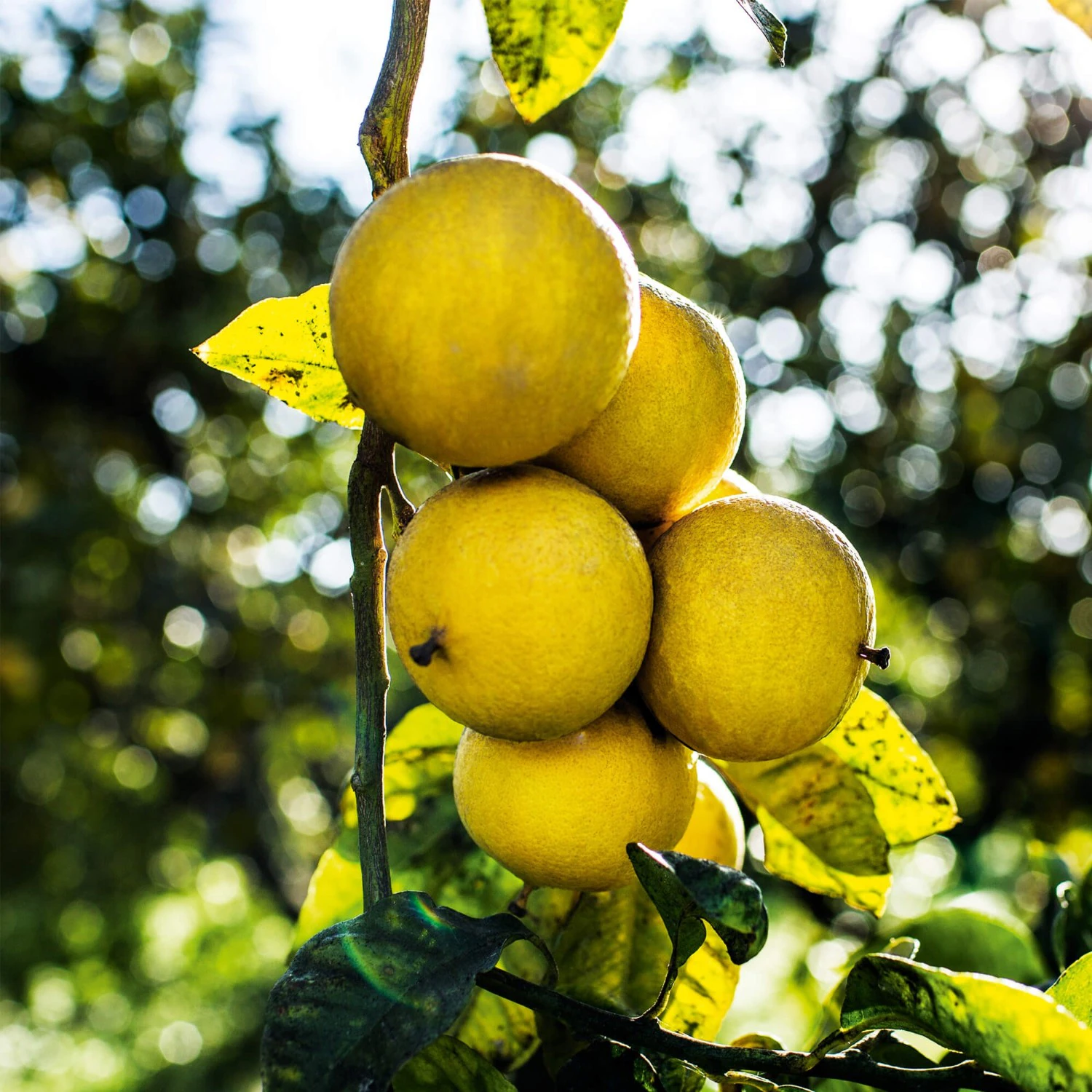 DIOR Citrusové a kvetinové tóny