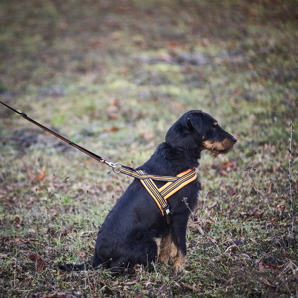 Heim Hundegeschirr Signal