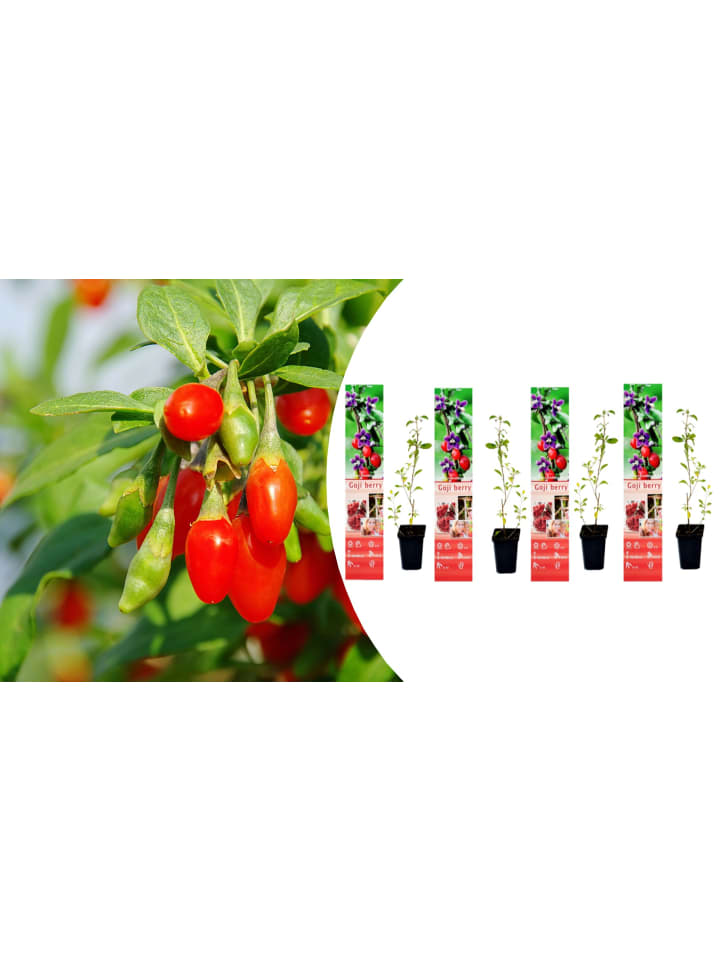OH2 4er-Set: Goji-Beeren Superfood-Pflanzen in Rot günstig kaufen onesize