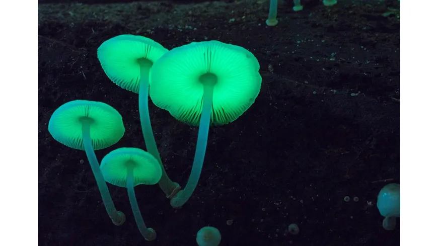 FANTASTISCHE PILZE - Die magische Welt zu unseren Füßen