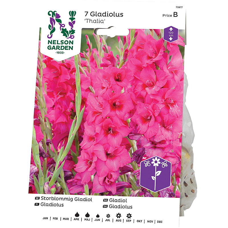 Nelson garden Gladiol Storbl. Thalia