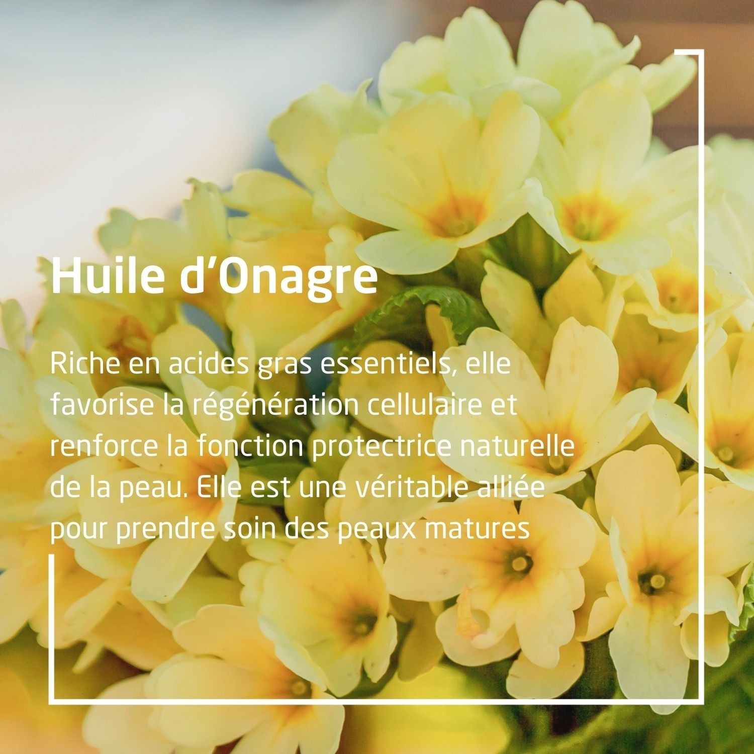 Aceite revitalizante de onagra Weleda - 100 ml (frasco con dosificador)