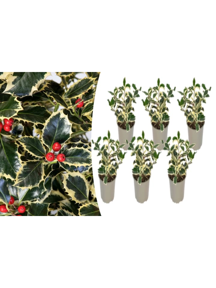 OH2 6er-Set Ilex aquifolium 'Argentea Marginata in Grün günstig kaufen onesize