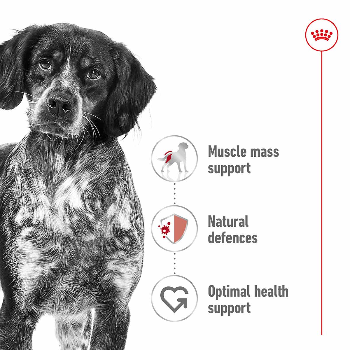 Royal Canin Size Health Nutrition Medium Adult bei ZooRoyal