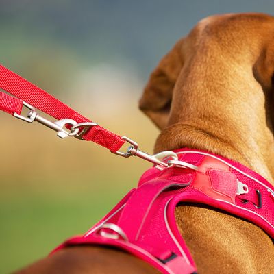 Curli Verstellbare Leine Nylon, rot