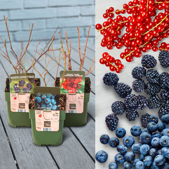 Beeren-Mix Vitaminkracher, 3er-Set
