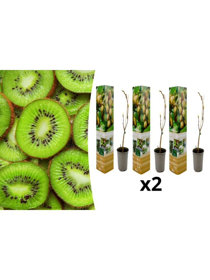 OH2 6er-Set: Kiwi Jenny in Grün günstig kaufen onesize